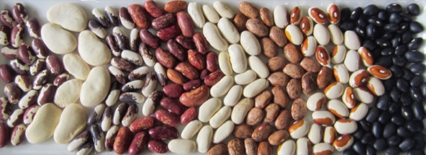 The bean varieties that were the focus of my research at Queen Mary.